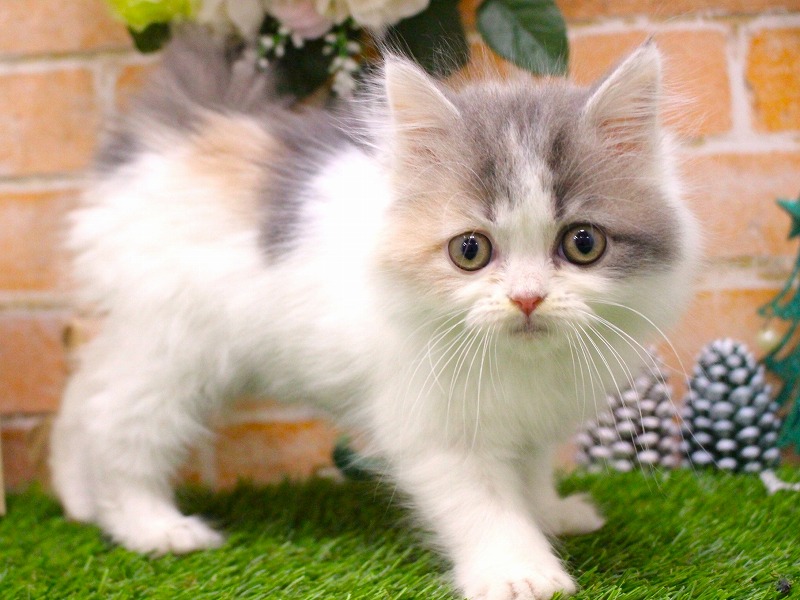 サイベリアン25-1305