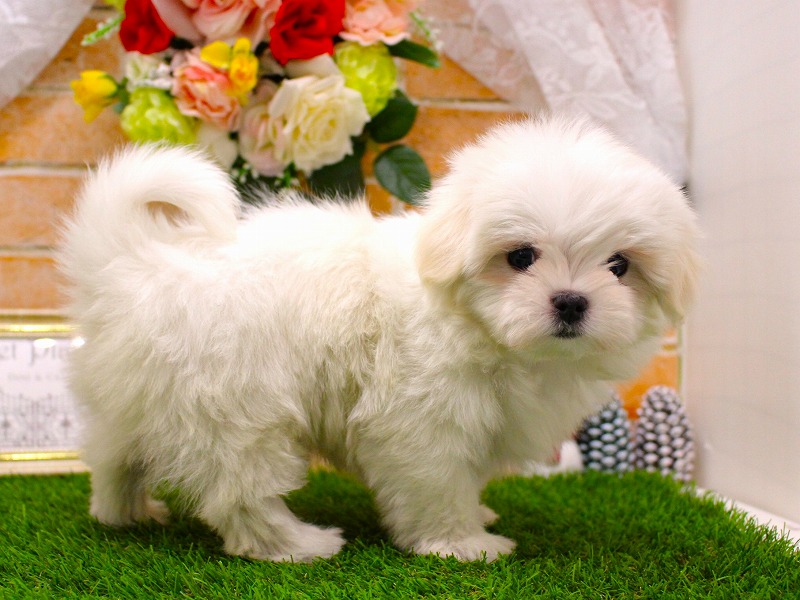 マルチーズ25-1333