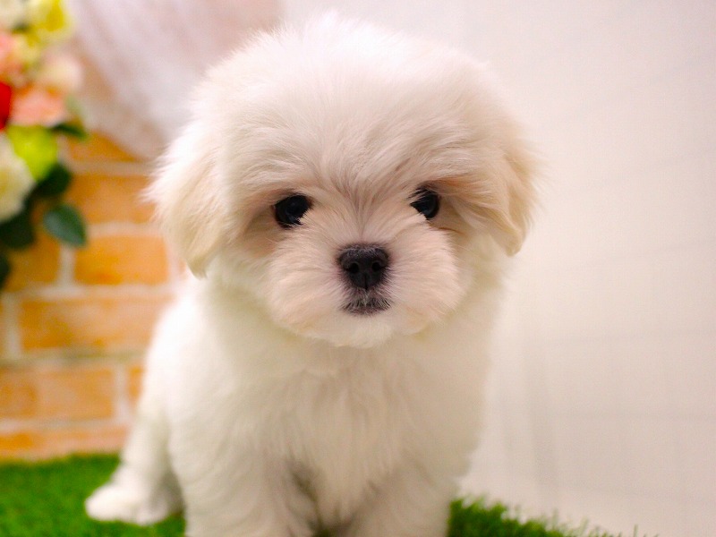 マルチーズ25-1333