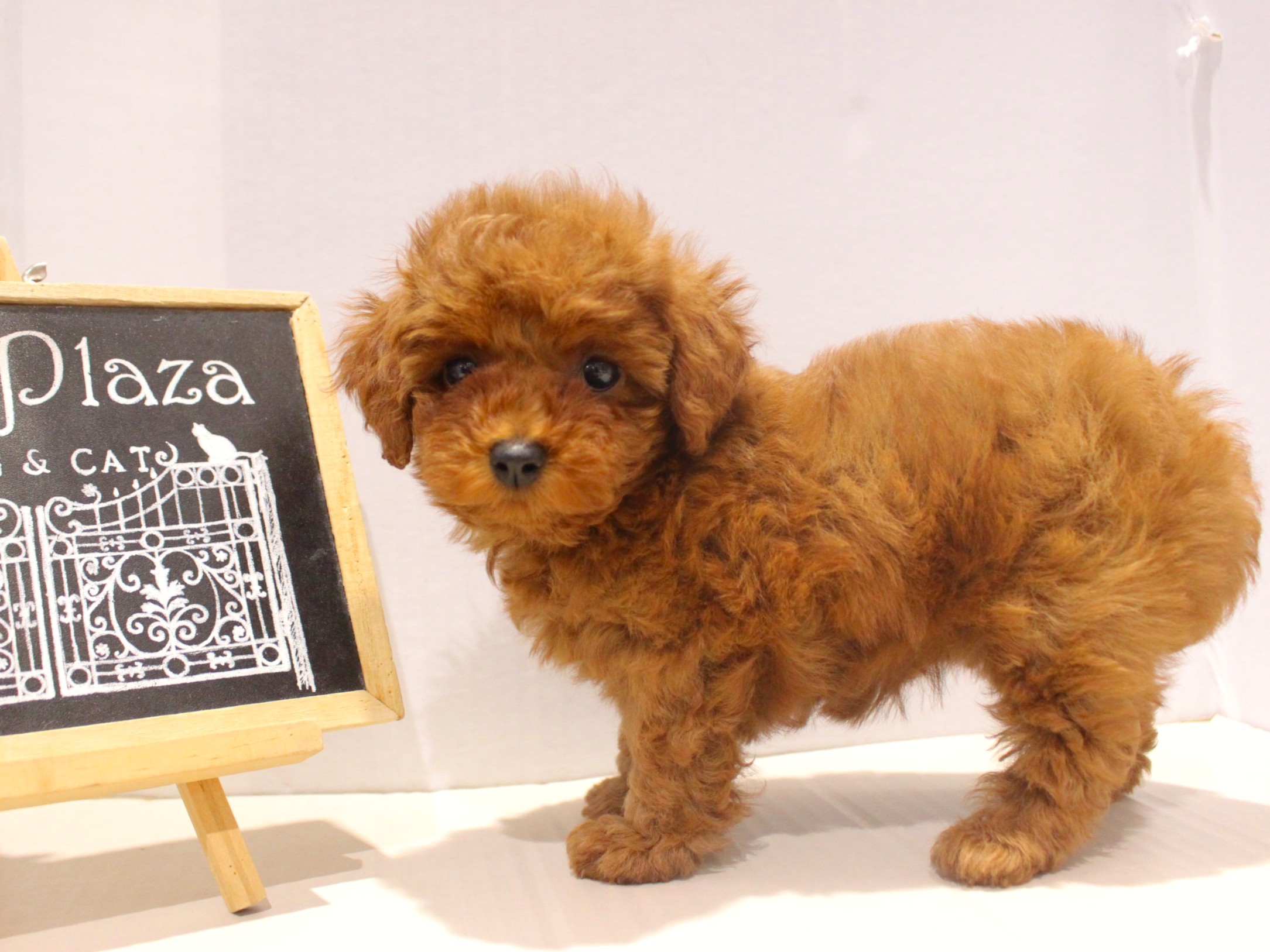 トイプードル25-1267