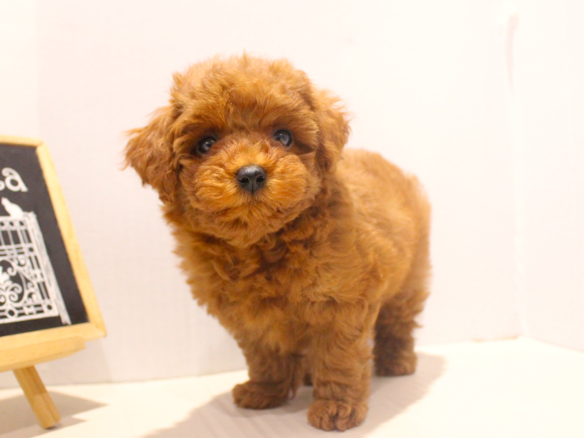 トイプードル25-1267