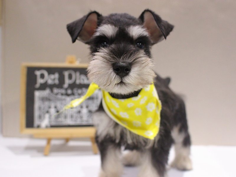 ミニチュアシュナウザー25-1279