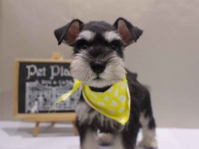 ミニチュアシュナウザー25-1279