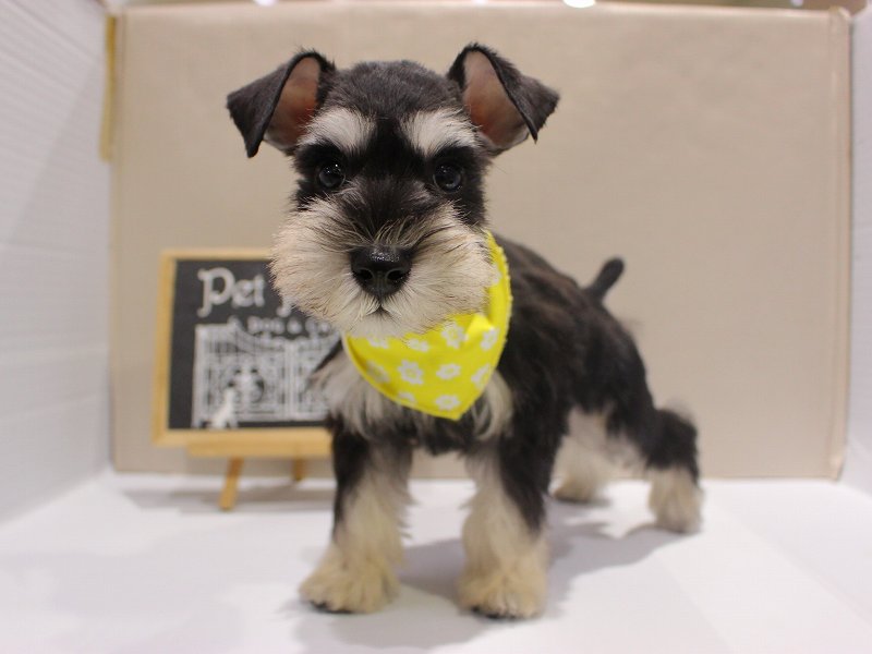 ミニチュアシュナウザー25-1279