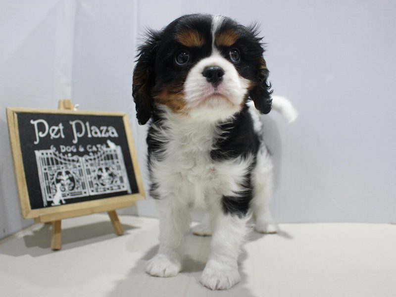 キャバリアキングチャールズスパニエル25-1276