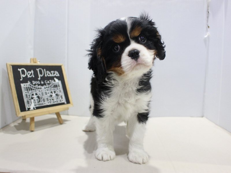 キャバリアキングチャールズスパニエル25-1276