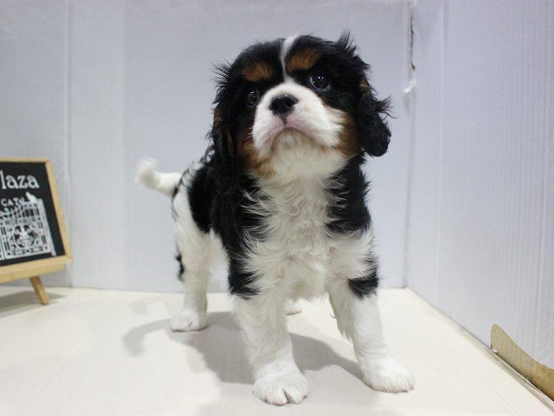 キャバリアキングチャールズスパニエル25-1276