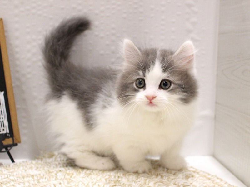 マンチカン25-1231