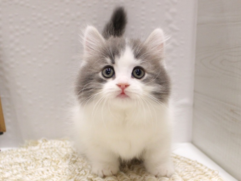 マンチカン25-1231