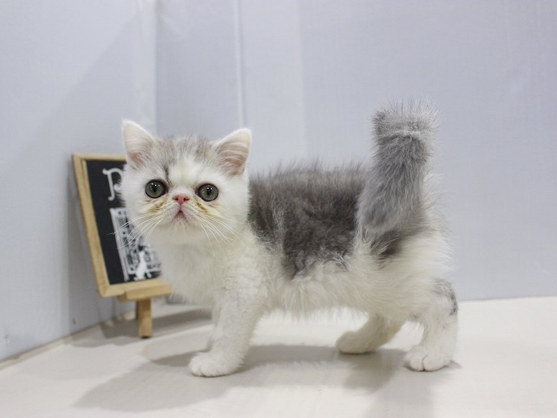 エキゾチック25-1276