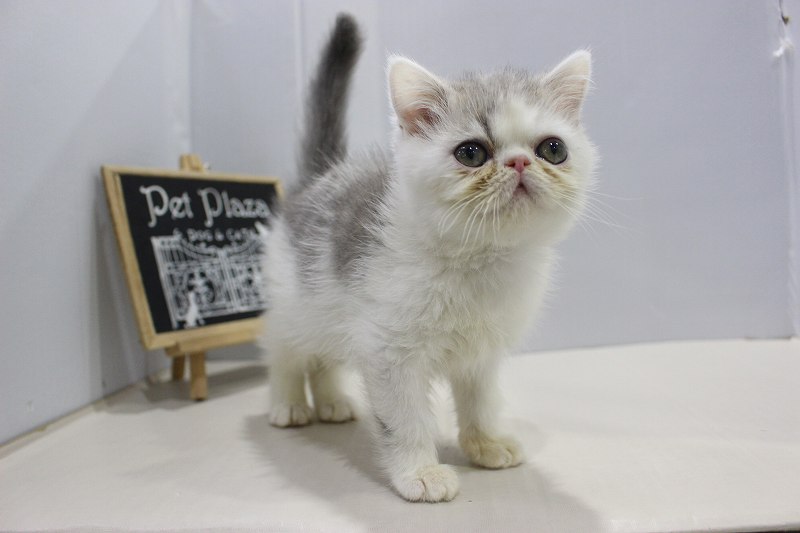 エキゾチック25-1276