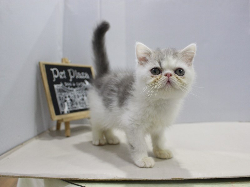 エキゾチック25-1276