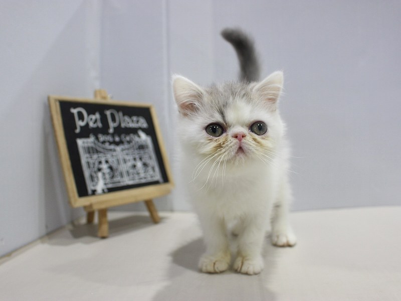 エキゾチック25-1276