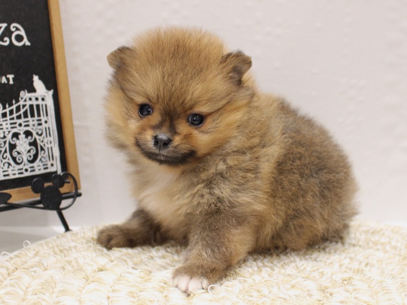 ポメラニアン25-1280