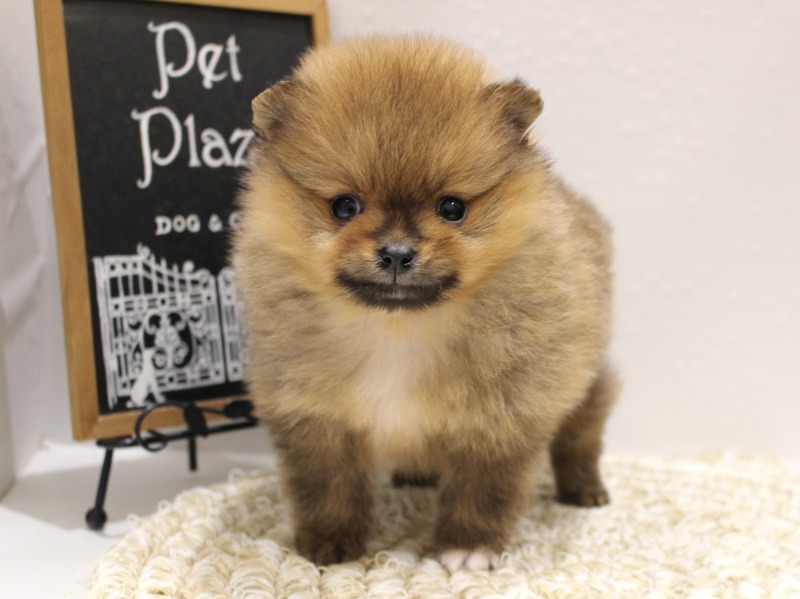 ポメラニアン25-1280