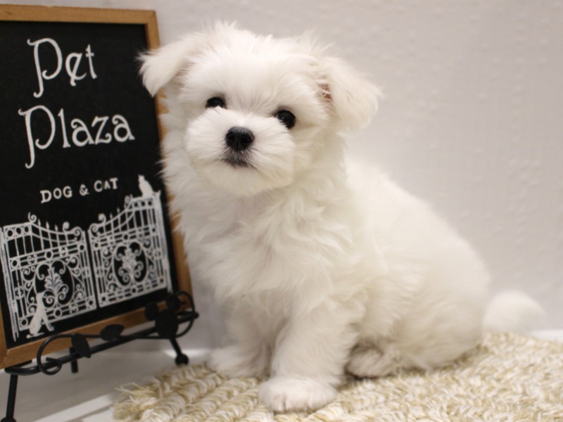 マルチーズ25-1281