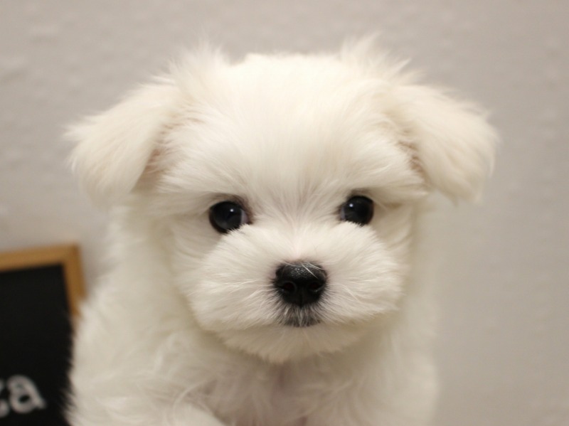 マルチーズ25-1281