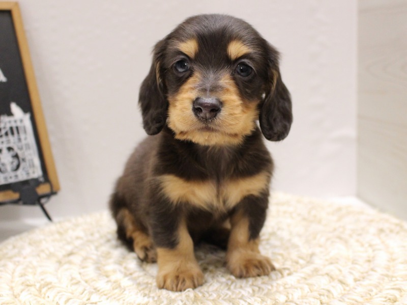 ミニチュアダックスフンド25-1293