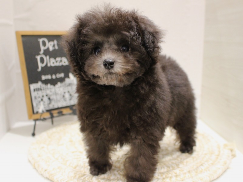 トイプードル25-1221