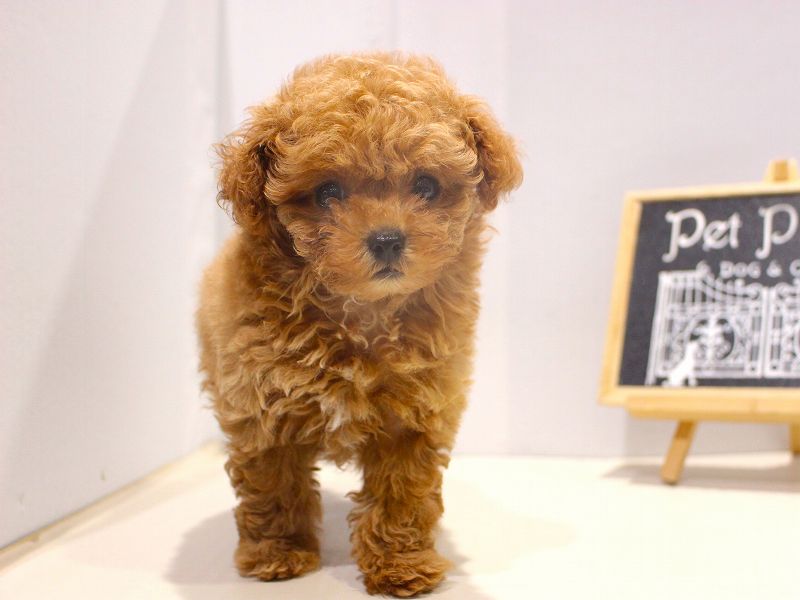 トイプードル25-1306