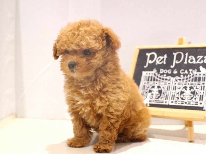 トイプードル25-1306