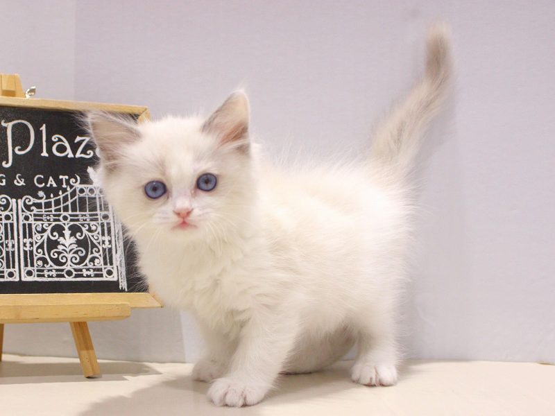 ラグドール25-1311