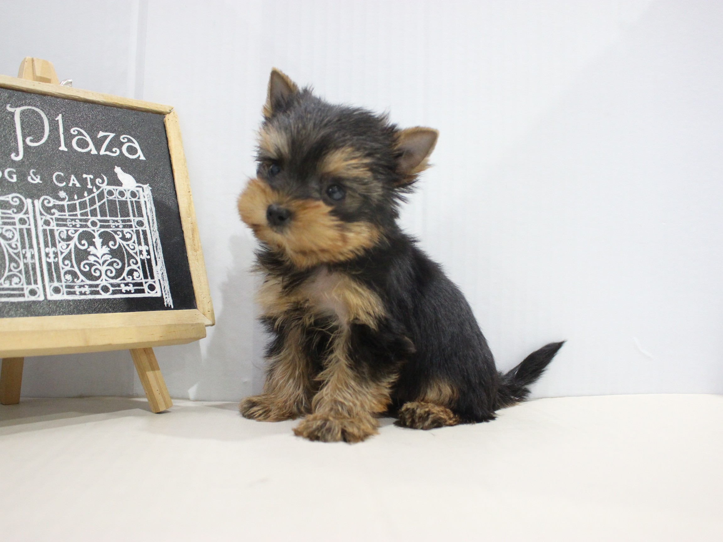 ヨークシャーテリア25-1351