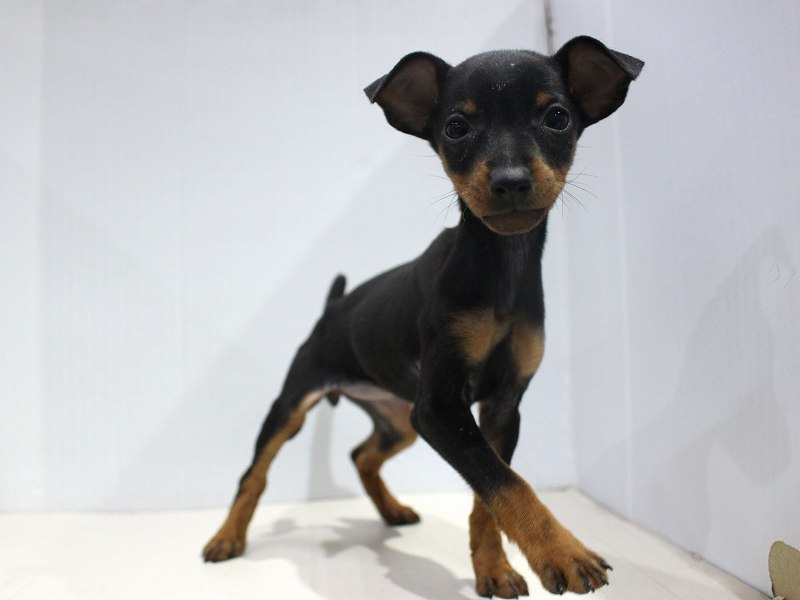 ミニチュアピンシャー25-1349