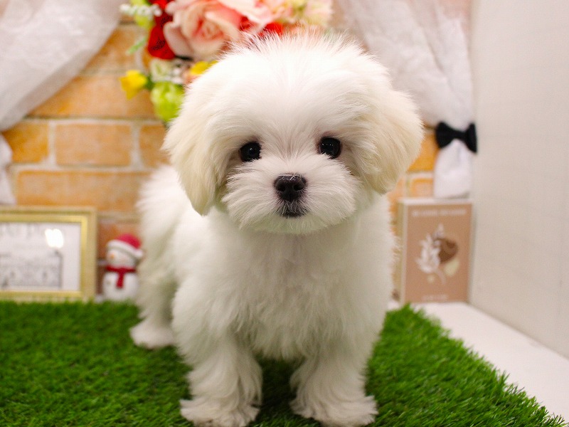 マルチーズ25-1333