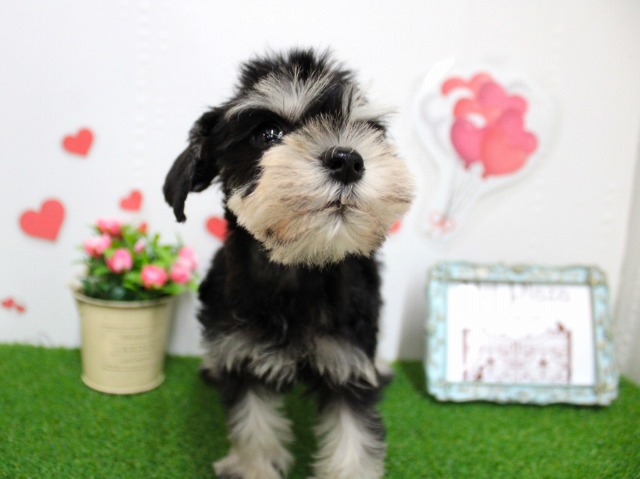 ミニチュアシュナウザー25-1232