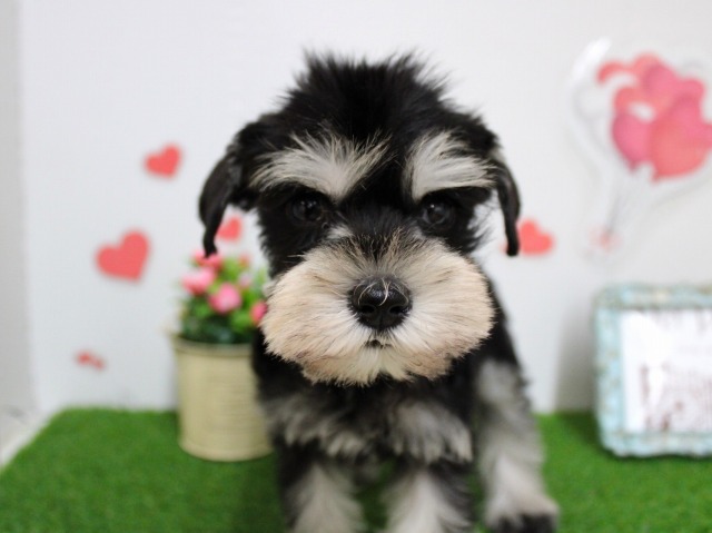 ミニチュアシュナウザー25-1232