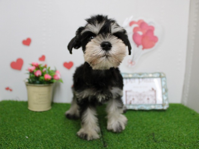 ミニチュアシュナウザー25-1232