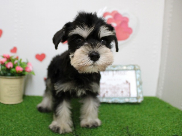 ミニチュアシュナウザー25-1232