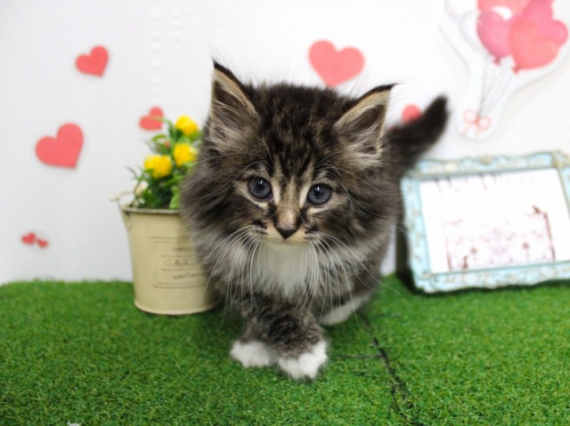 ノルウェージャンフォレストキャット25-1269