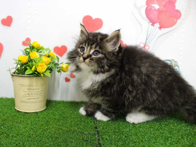 ノルウェージャンフォレストキャット25-1269