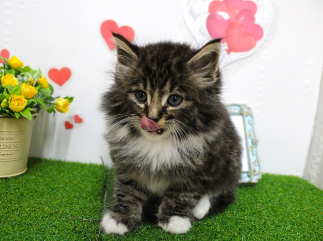 ノルウェージャンフォレストキャット25-1269