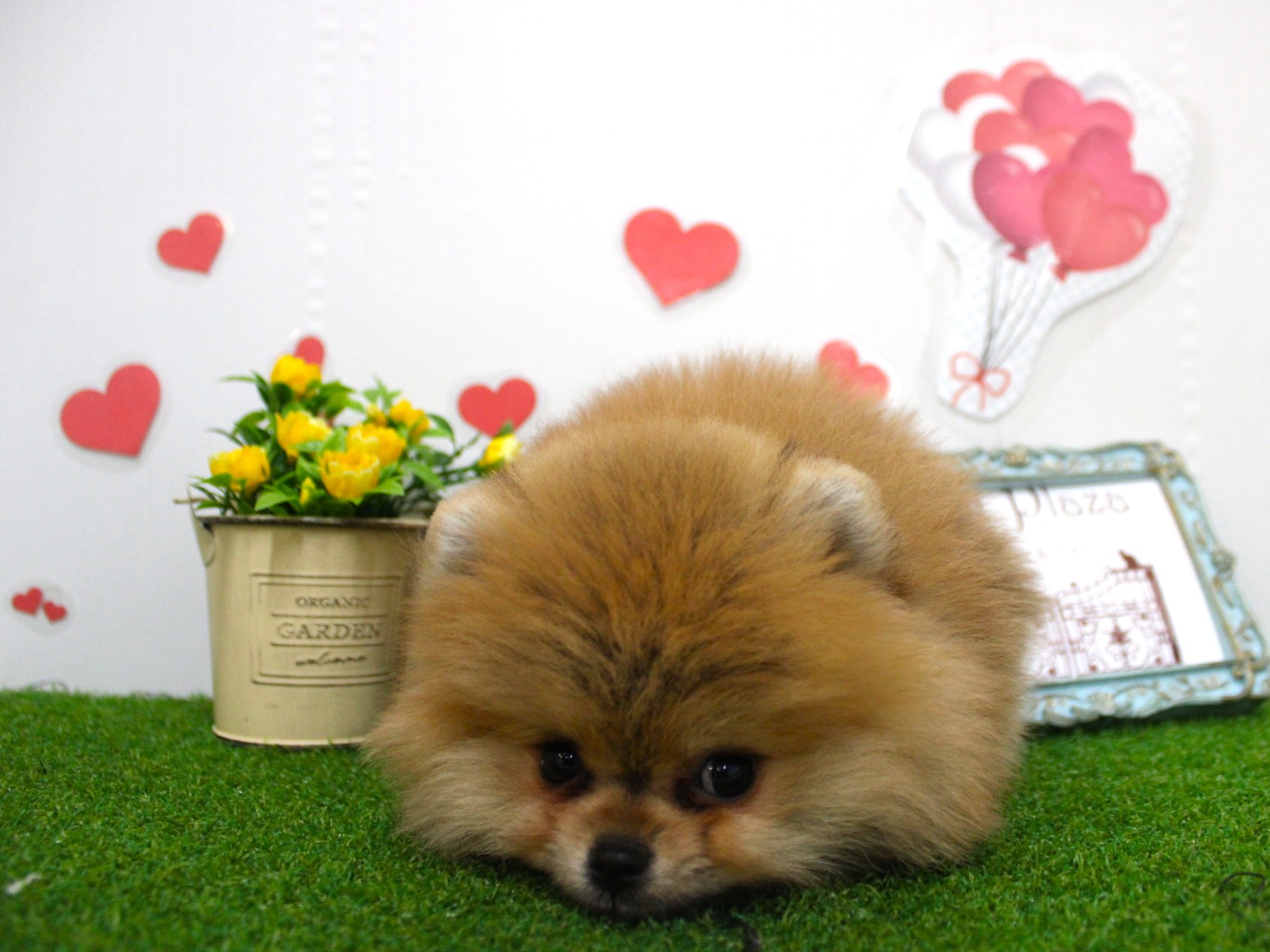 ポメラニアン25-1272