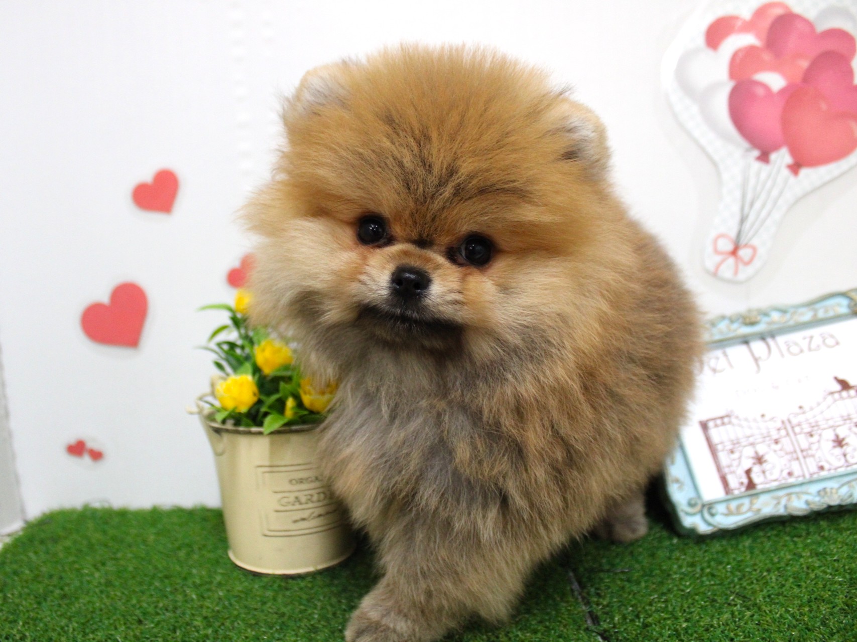 ポメラニアン25-1272