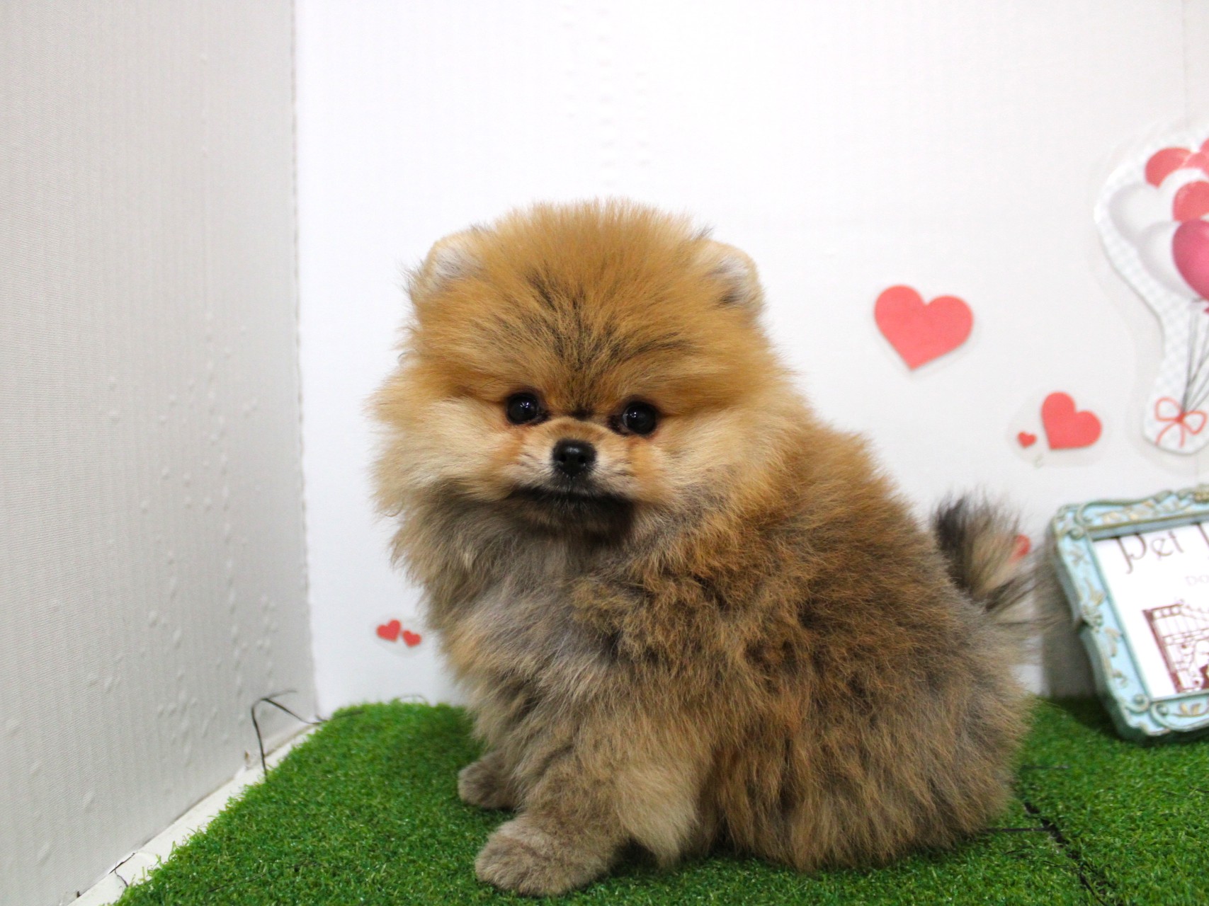 ポメラニアン25-1272