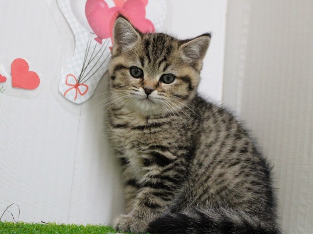 ブリティッシュショートヘア25-1336