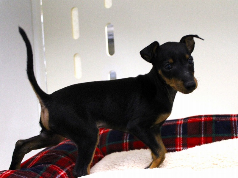 トイマンチェスターテリア25-1236