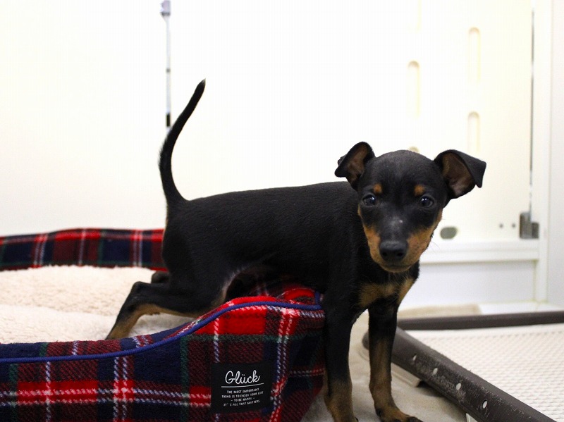 トイマンチェスターテリア25-1236