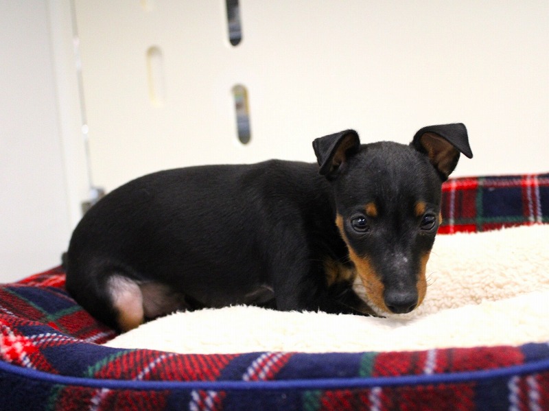 トイマンチェスターテリア25-1236