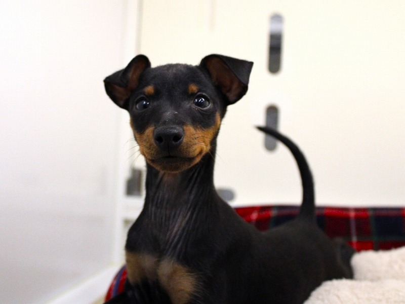 トイマンチェスターテリア25-1236