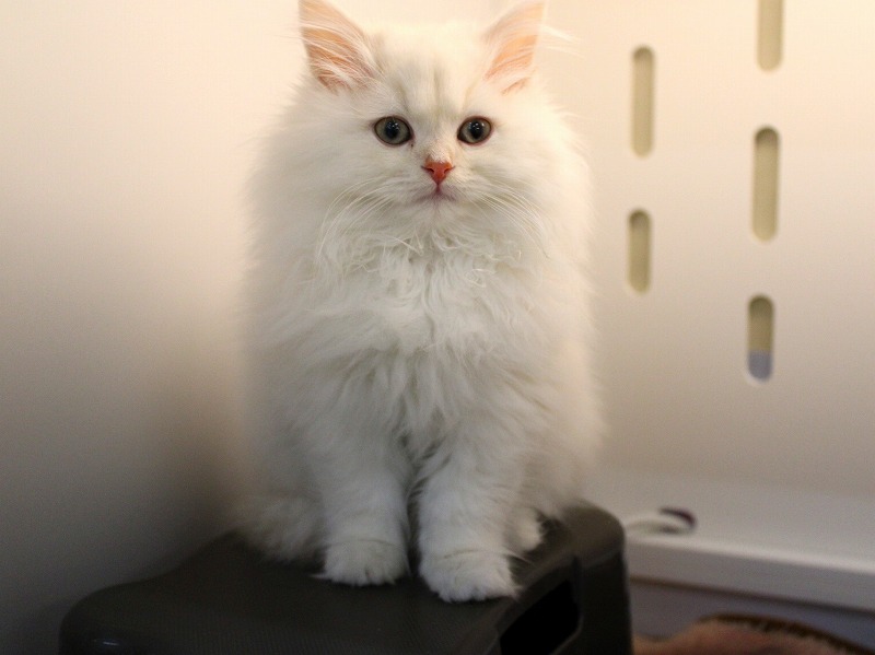 サイベリアン25-1228