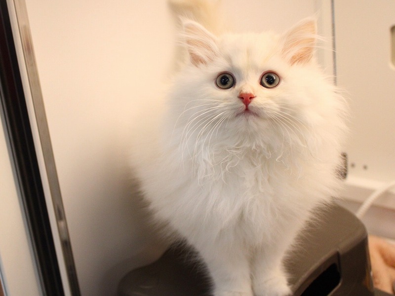 サイベリアン25-1228