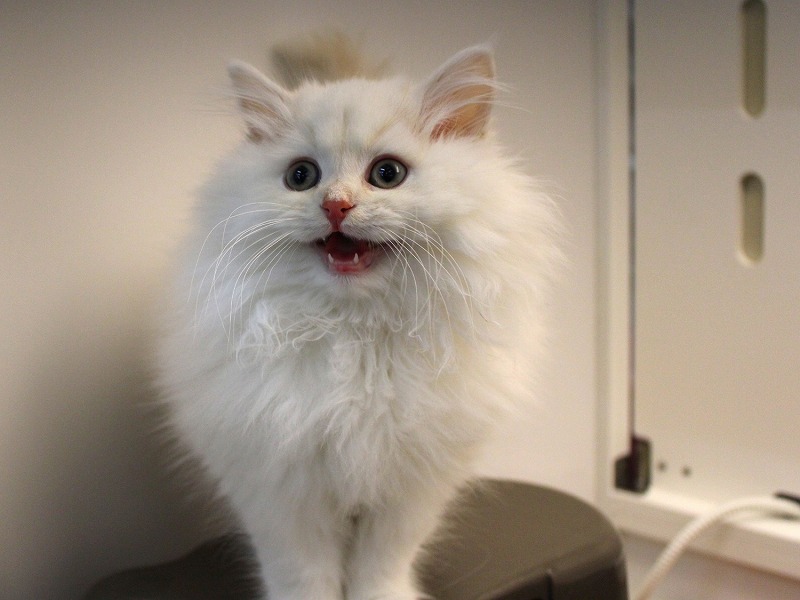 サイベリアン25-1228