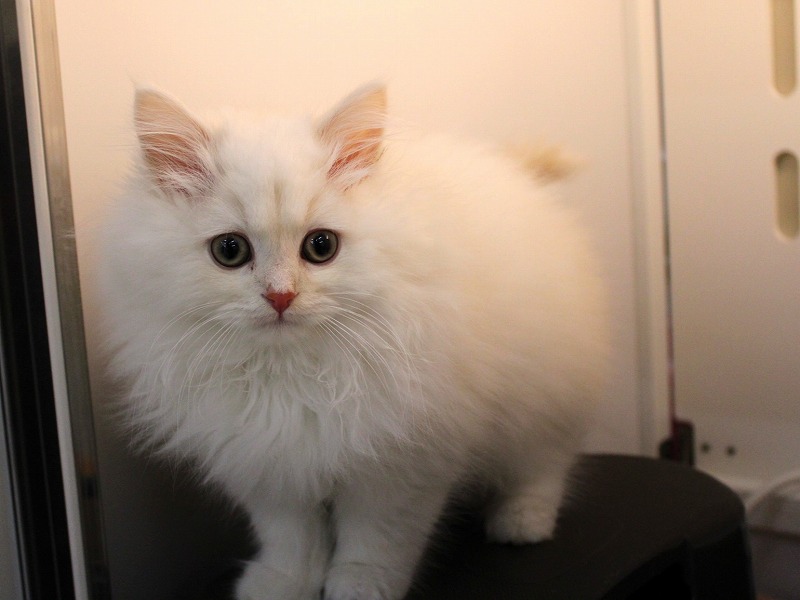 サイベリアン25-1228