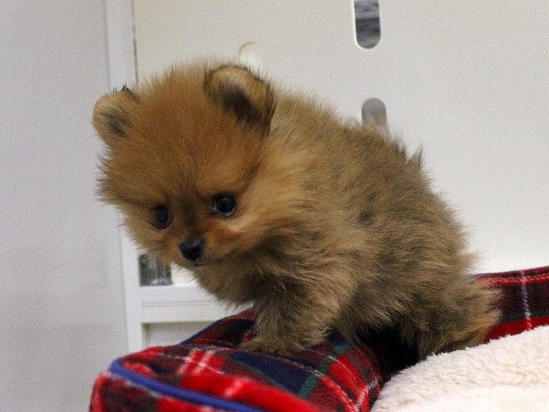 ポメラニアン25-1226