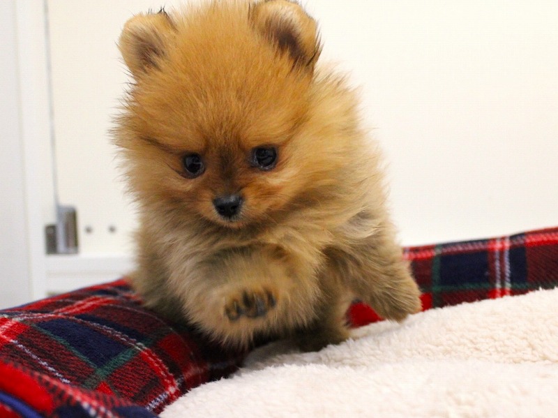 ポメラニアン25-1226